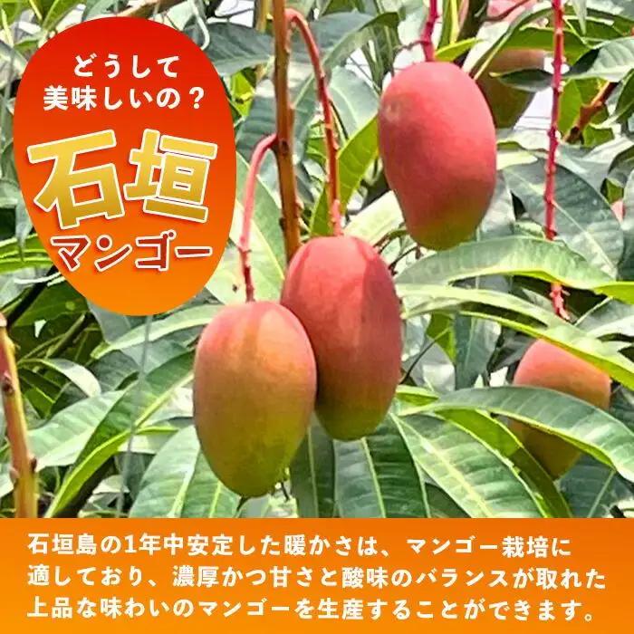 【訳あり】石垣島産 マンゴー (アーウィン種)  9～12玉(箱含め約5kg)  TP-3