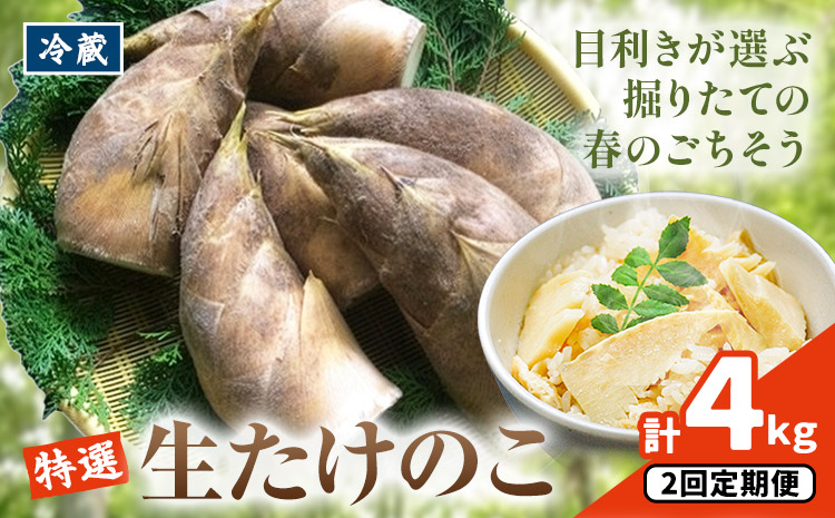 ＼米ぬか付き／先行受付 令和9年産 特選生たけのこ 食べ比べ 2kg×2回《3月中旬-4月中旬頃出荷》熊本県産 南関 タケノコ 筍 竹の子 掘りたて 採れたて 春 野菜 国産 新鮮 炊き込みご飯 土佐煮 メンマ 産地直送 古賀商店 ふるさと納税 熊本 たけのこ