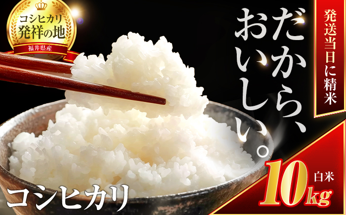 【6月発送】小浜市産コシヒカリ 精米 10kg 若狭の自然が育てたごはん 国産米 福井県 / 白米  地域密着 米問屋 小浜市 / 梅田東米穀店 [BFEK007]