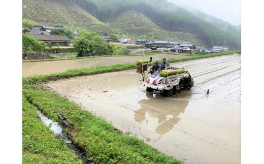 玄米 お米 10kgコシヒカリ 兵庫県多可町産 [1293]