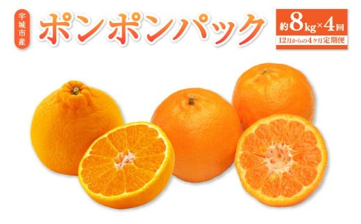 
                  先行予約 【2026年12月からの4ヶ月定期便】ポンポンパック 定期便 柑橘 果物 くだもの ぽんかん 椪柑 しらぬい 柑橘 みかん ミカン 蜜柑 フルーツ くだもの 果物 定期 セット お取り寄せ 熊本県 宇城市 ひでみかん 
                