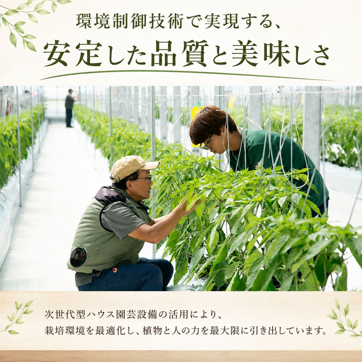 【先行予約】 ししとう 500g 辛くない シシトウ 新鮮 野菜 ししまろ 獅子唐 炒め物 野菜炒め 天ぷら バーベキュー BBQ  高知県 南国市