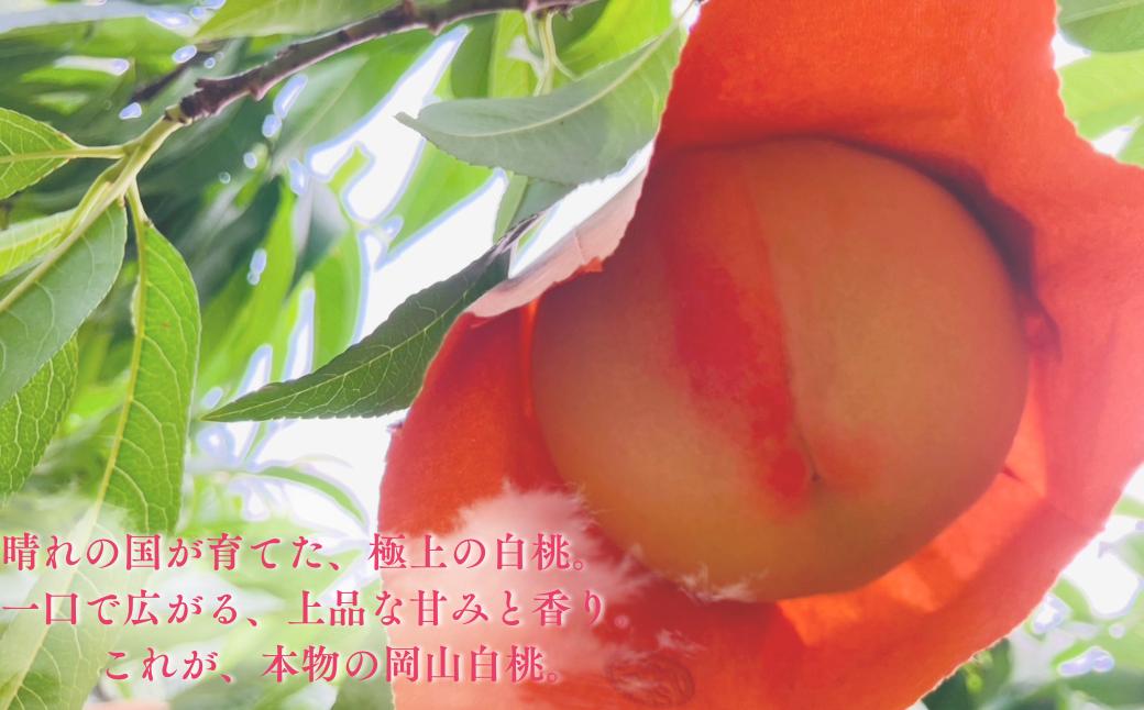 岡山県産 桃 白鳳 おかやま夢 白麗川中島白桃 白桃フルーツ 果物 高級フルーツ 岡山 桃