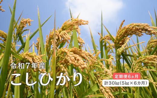 150260【令和7年産／お米定期便／6ヵ月】しまね川本 こしひかり 5kg (計30kg）