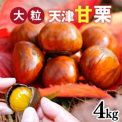 ふるさと納税 兵庫県 【先行予約】天津甘栗 4kg ※2026年10月下旬以降順次発送