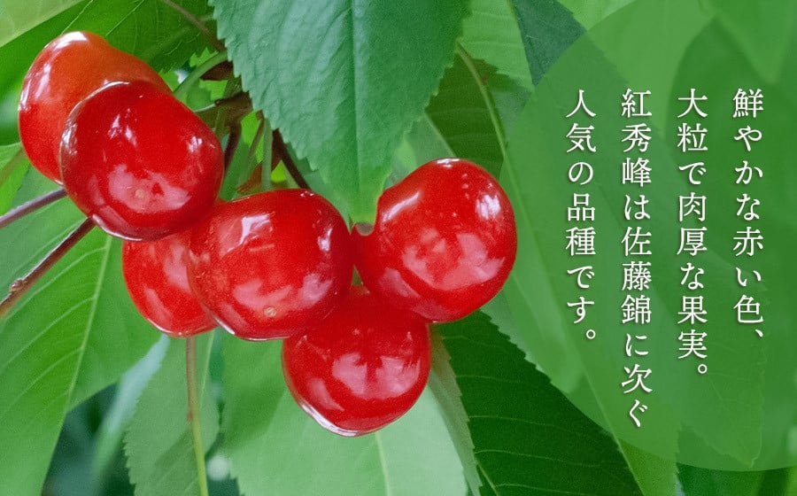 【令和8年産先行予約】　こだわりのさくらんぼ　「紅秀峰」　（2Lサイズ以上）バラ詰め 500g いまいのさくらんぼ園 K-835