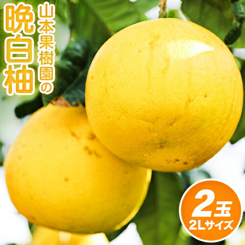 【ふるさと納税】山本果樹園の晩白柚 2玉（2Lサイズ） 山本果樹園《12月中旬-3月中旬頃出荷》果物 フルーツ ザボン 熊本 特産品
