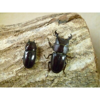 【ふるさと納税】ダイトウヒラタクワガタ成虫ペア飼育セット付【1513604】