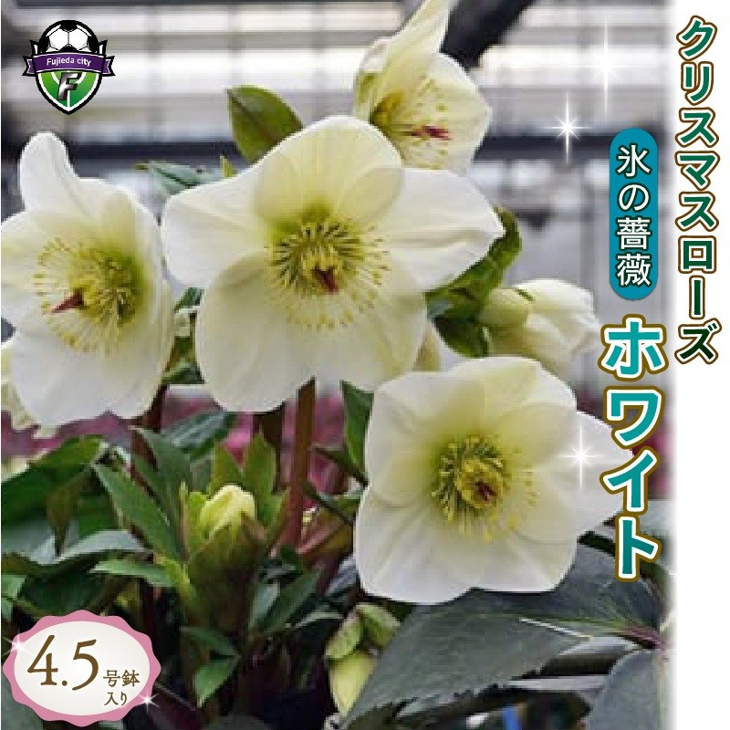
                  【 先行予約 ：2027年1月発送開始 】 花 クリスマス ローズ 冬の貴婦人 氷の薔薇ホワイト 白 開花株 4.5号 冬 季節 ガーデン ガーデニング 庭 贈答 プレゼント ギフト クリスマスローズ 植物 オンライン決済限定
                