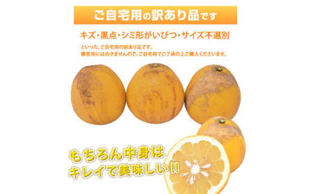 訳あり 河内晩柑 8kg【2025年3月下旬から2025年7月下旬発送予定】晩柑 ジューシーオレンジ 果物 フルーツ 規格外 不揃い