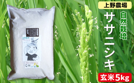 新潟産自然栽培ササニシキ玄米　5kg お米 ご飯 食卓 主食 おにぎり お弁当 国産 日本産 ブランド米 