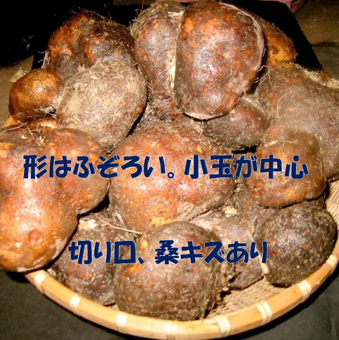【芋家なか吉】丹波山の芋 わけあり 3キロ ［ 京都 山の芋専門店 職人 とろろ 芋 いも イモ 野菜 3kg 不揃い 事業者応援品 応援 人気 おすすめ お取り寄せ 通販 送料無料 ふるさと納税 ］