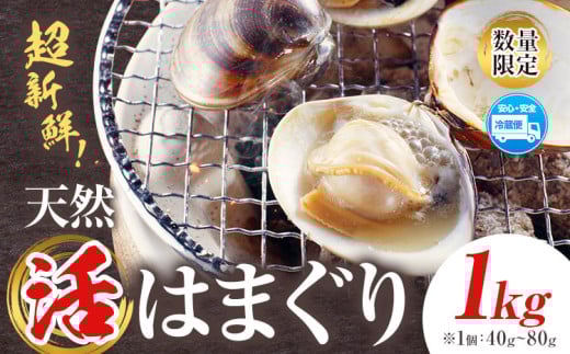 数量限定 天然 活 はまぐり 1kg 1個:40g～80g 寺田水産 《11月中旬-6月末頃出荷》千葉県 勝浦市 海産 貝 はまぐり【配送不可地域：離島・北海道・沖縄県・東北・中国・四国・九州】