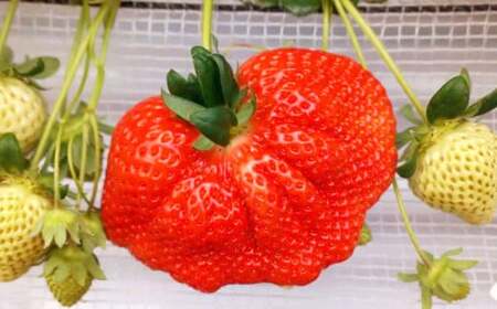 春のあまおう(2L・2A・G規格以上 6パック)【数量限定】 あまおう いちご イチゴ 苺 果物 くだもの フルーツ【2026年3月上旬～4月下旬発送予定】