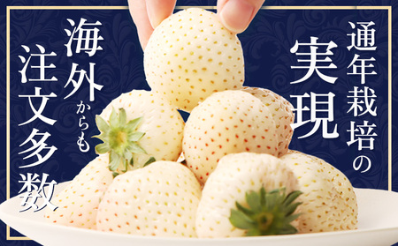 【2027年１月以降発送！】【北海道産】ゆきいちご（白いちご） 2Pセット 250g×2 計500g 苺 イチゴ 白いちご 一季成りイチゴ ゆきぼたん パールホワイト 希少 高級 ギフト お取り寄せ 