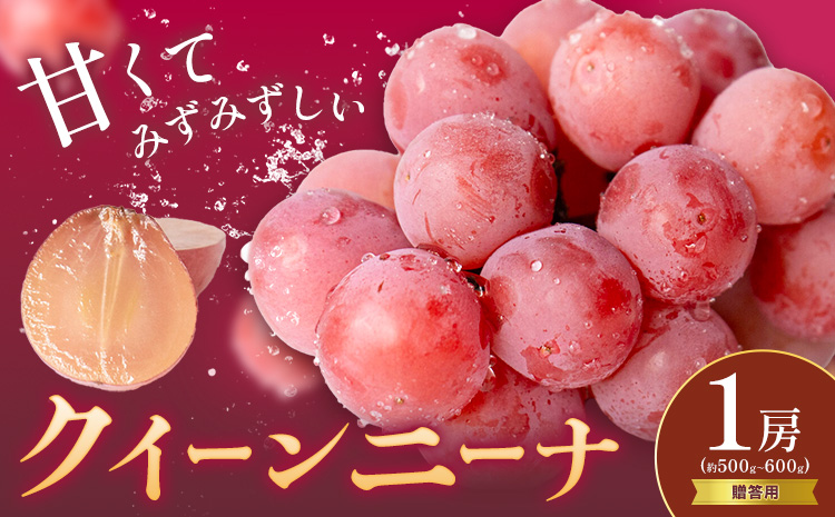 贈答用 クイーンニーナ 1房 約500～600g 葡萄 ブドウ ぶどう 赤ぶどう 大粒 種なし フルーツ 果物 産地直送 新鮮 ジューシー お取り寄せ 国産 茨城県 結城市《9月上旬-9月下旬出荷予定》 會澤ぶどう・キウイフルーツ園 【配送不可地域あり】(離島)---yuki_aizw_3_1p---