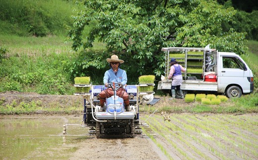【令和7年産】関東(せきひがし)のひのひかり 白米 5kg 真空 パック 熊本県 南関町産 単一原料米 ヒノヒカリ 産地直送 お米
