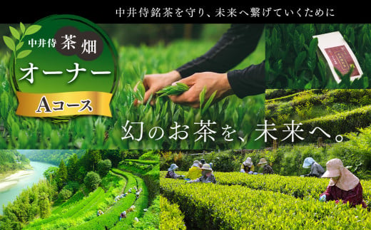 「未来の子供たちにこの美しい風景を残したい！」中井侍の茶畑オーナーAコース（2・5・8・11月）計4回お届け（お茶 茶葉 日本茶 緑茶 国産 手摘み 幻のお茶 浅蒸し茶 中井侍銘茶 秘境）【長野県天龍村】