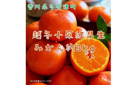 『越冬小原紅早生みかん』約3kg【予約受付中！令和9年1月中旬より発送！】【B-33】