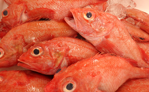 【北海道知床産】無添加 きんき(めんめ)1枚・真ほっけ2枚〈知床「梶原鮮魚店」特製一夜干しセット〉【配送不可地域:離島・沖縄県】