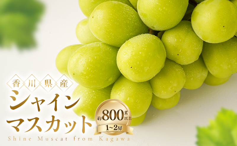 シャインマスカット 国産 約800g以上 1房から2房 ぶどう 葡萄 マスカット 種なし 種無し 皮ごと 皮ごと食べられる 糖度 デザート 生食 ギフト 贈り物 贈答 お取り寄せ 果物 フルーツ くだもの 五色青果 香川県 土庄町
