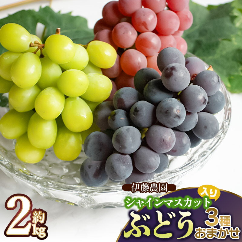 【ふるさと納税】【令和7年産先行予約】シャインマスカット入り 3種おまかせ 約2kg　ピオーネ・サニードルチェ・コトピー・マニキュアフィンガー・瀬戸ジャイアンツ・高尾・巨峰・翠峰（すいほう）からいずれか（※指定不可）