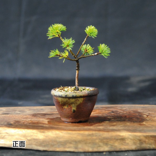 
            赤石の泉 赤石五葉松（鉢植え） F-140
          