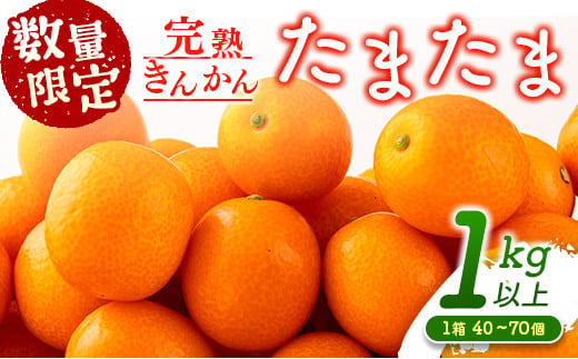 先行予約 数量限定 完熟きんかん たまたま 計1kg以上 (1kg×1箱) フルーツ 果物 くだもの 柑橘 金柑 国産 食品 期間限定 大粒 宮崎ブランド 希少 おすすめ デザート おやつ ギフト 贈り物 贈答 お返し お祝い おすそ分け 産地直送 日南市 送料無料_A91-24