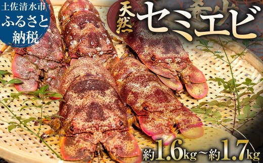 11月以降発送 幻の天然セミエビ 約1.6kg~1.7kg（サイズおまかせ）※着日指定不可※ 高知県産 漁師のごちそう 甲殻類 海老 海鮮BBQ えび エビ せみえび 冷蔵 配送 新鮮 美味しい 希少 高級食材 故郷納税【R01677】