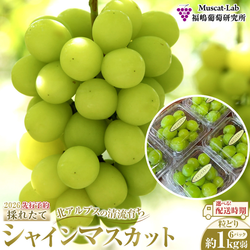【先行予約】A 2026 P シャインマスカット粒どり6パック 約1kg弱（2026年10月初旬頃～順次発送）長野県産  国際特許有機肥料栽培