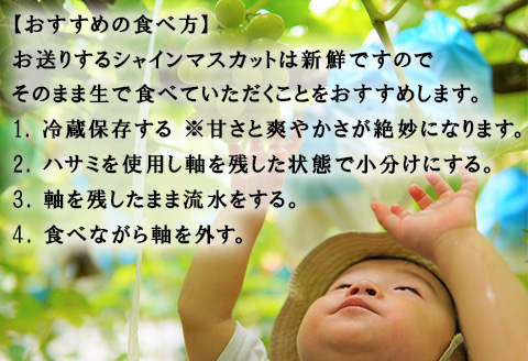 『先行予約』【令和7年9月中旬より順次発送】シャインマスカット2kg 3房~4房 葡萄 ぶどう 果物 フルーツ スイーツ