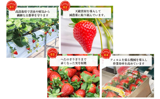 平群 の 古都華 2L ～ 3L サイズ （2パック 2ケース） 計4パック  |  先行予約 フルーツ 果物 くだもの ブランド いちご 苺 古都華 ことか 甘い 大人気 満足 希少 希少品種 ストロベリー 美味しい 品種 特徴 糖度 ルビー色 1月 2月 3月 発送 旬 送料無料 濃厚 香り 果汁 味わい深い お取り寄せ 産地直送 辻本農園 名産地 奈良県 平群 町