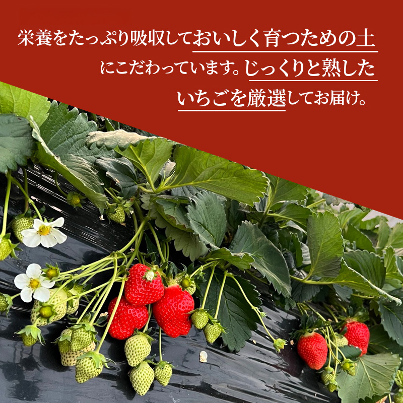 -40度で急速冷凍！ 冷凍いちご 1kg ( 古都華 )