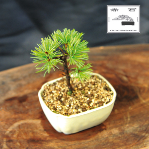 赤石の泉 赤石五葉松（鉢植え） F-155