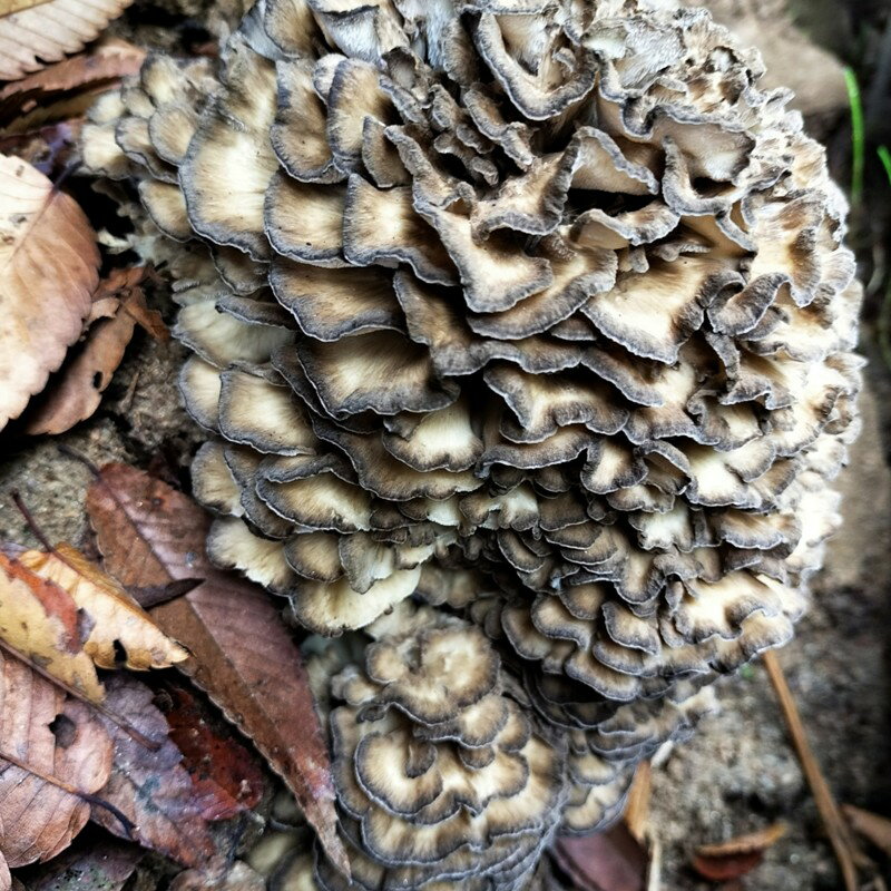 【ふるさと納税】京丹後市産　原木マイタケほだ木　派生品セット(3袋) 栽培 栽培野菜 種菌 やさい 原木 ほだ木 キノコ まいたけ セット ふるさと納税 舞茸 原木
