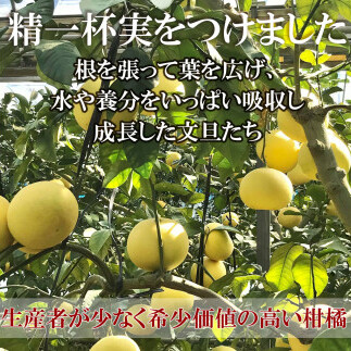 【先行予約】温室土佐文旦 L～3L 約6kg（10～14個入り）〈2026年12月上旬～12月下旬頃〉/ 高糖度 温室 ブンタン ぶんたん 土佐文旦 ハウス文旦 約6キロ 高知県 土佐市産 フルーツ 