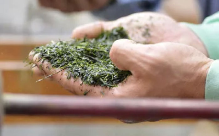 【2025年産】特上白折れ茶 240g (80g×3本) 星野村の八女茶 吉富町/株式会社ゼロプラス [BGAA022] 八女茶