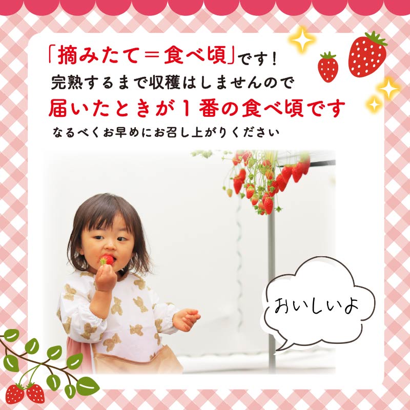 【先行予約 : 2026年1月～発送予定】 【全3回定期便】 いちご きらぴ香 約1kg 約250g×4パック （1月、2月、3月発送） 朝どれ 完熟 苺 産地 直送 フレッシュ イチゴ 贈答 フルー
