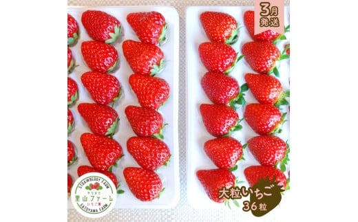 やちまた里山ファームの完熟いちご 大粒36個入り ギフト用［3月発送］ 贈答用 いちご イチゴ 苺 大粒 完熟イチゴ