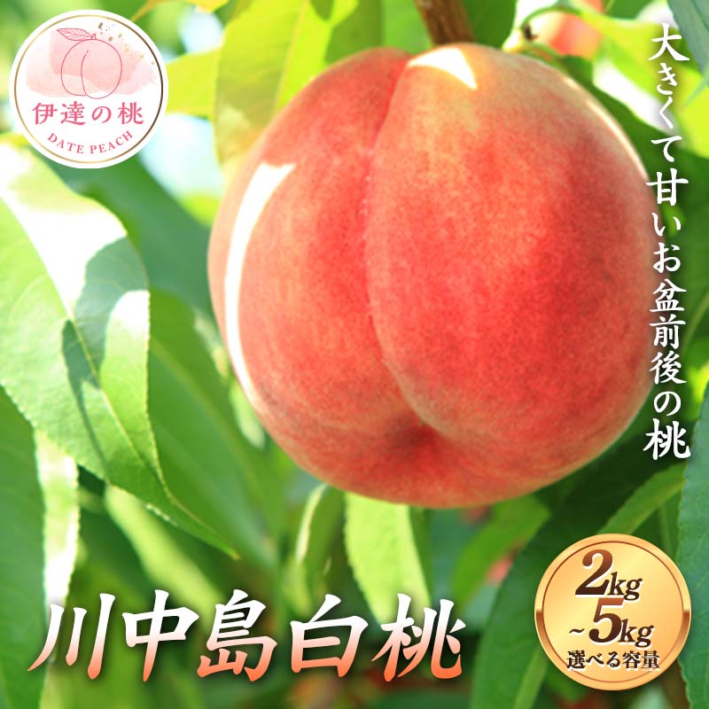 【ふるさと納税】【選べる容量】大きくて甘いお盆前後の桃 川中島白桃 約2kg～5kg 伊達の桃 桃 もも モモ 果物 くだもの フルーツ 国産 食品 F21C-122var