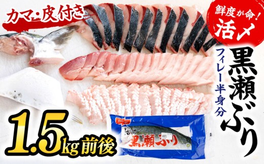 <翌月末までに発送予定＞高評価！活じめ！黒瀬ぶりの生鮮ブリフィレー （1.5kg前後） 冷蔵 しゃぶしゃぶ たたき 海鮮丼 魚 海産物 グルメ ギフト 贈答用 お歳暮 お中元 お祝い 人気 ブリ 寒ブリ ぶりしゃぶ 海鮮 刺身 宮崎県 串間市 _K001-004