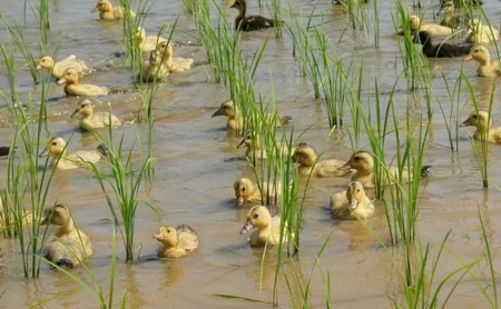 米 令和6年・新潟県産｜JAS有機栽培アイガモ農法コシヒカリ100% 精米5kg お米 精米 こしひかり 新潟