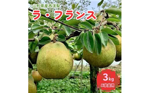 西洋梨（ラ・フランス）３ｋｇ　ご家庭用　0010-2503