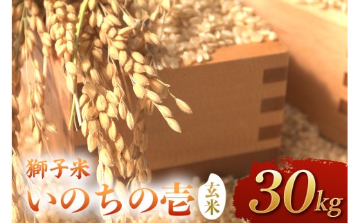 【令和8年産】獅子米 いのちの壱 玄米 30kg