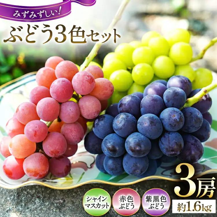 【ふるなびWEEK対象】 【2026年発送】先行予約 ぶどう3色セット 3房 約 1.6kg シャインマスカット 食べ比べ 季節限定 産直