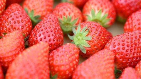 【2024年1月上旬発送開始】 茨城県品種 いばらキッス  ( 4パック × 1箱  ) （茨城県共通返礼品／常陸太田市） フルーツ 苺 イチゴ いちご 新鮮 朝採れ[DY001sa]
