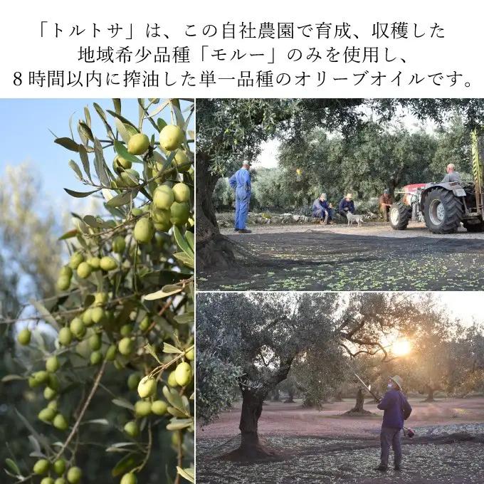 オリーブオイル エキストラバージン オリーブ オイル トルトサ 1本入箱 10セット 油 オリーブ油 食用油 調味料 セット ギフト 贈り物