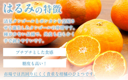 【先行受付】【数量限定】【山採り無選別】はるみ 約5kg ※離島への配送不可（2027年2月中旬より順次発送） IKTAB011 