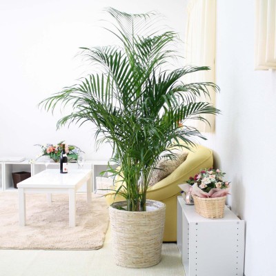 
                  【観葉植物】アレカヤシ 10号 ホワイトバスケット鉢カバー 土の表面:ウッドチップ 【観葉植物 インテリア 部屋 おしゃれ 福岡県 筑前町 送料無料 AG036】
                