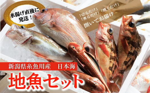 プロが選んだ！旬の鮮魚詰め合わせ（刺身用２種と塩焼・煮付用下処理済各２匹づつ）日本海・能生漁港直送！【朝どれ 鮮魚ボックス アジ 鯛 メバル 鮮魚セット】